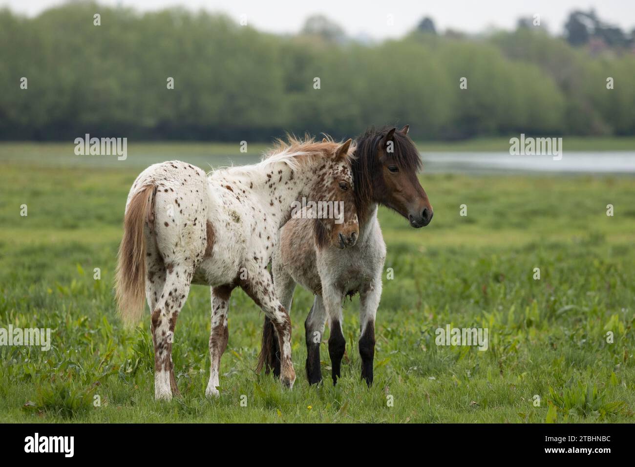 Vagabondare gratuitamente tra cavalli selvatici a Port Meadow, Oxford, Oxfordshire, Inghilterra, Regno Unito Foto Stock