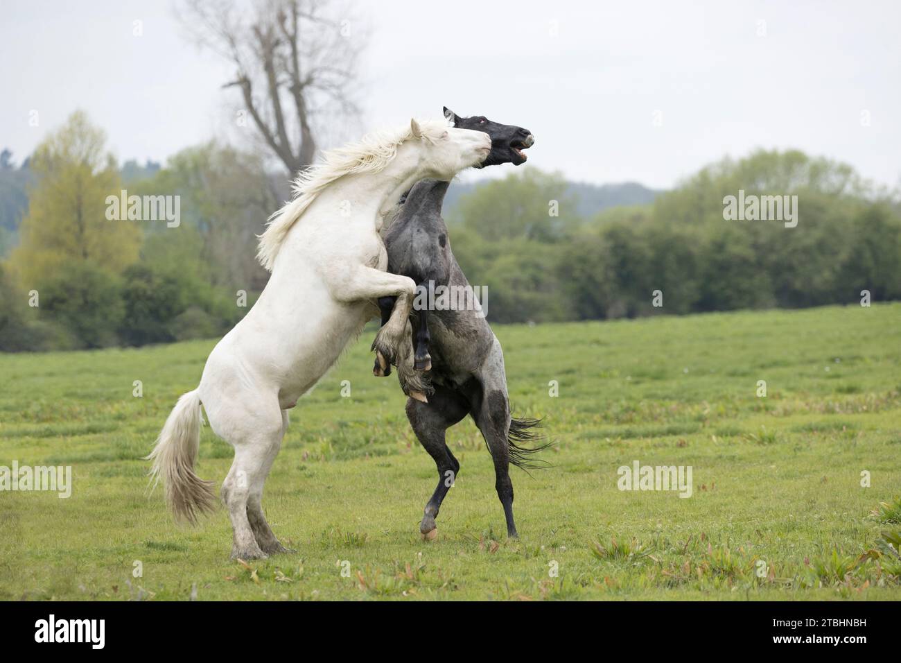 Vagabondare gratuitamente tra cavalli selvatici a Port Meadow, Oxford, Oxfordshire, Inghilterra, Regno Unito Foto Stock