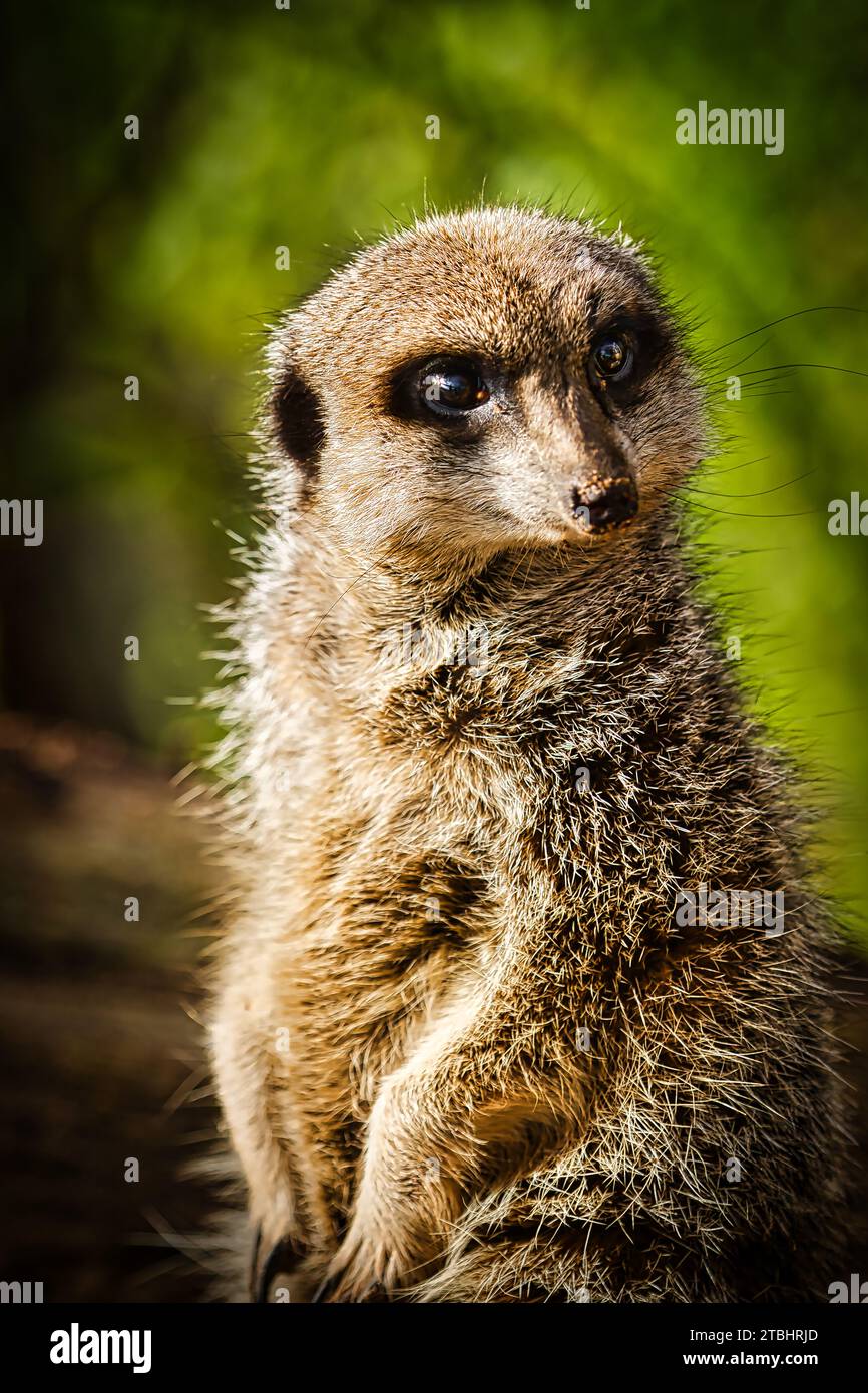 Sliender-Tailed Meerkat allo zoo di Dartmoor, Regno Unito. Foto Stock