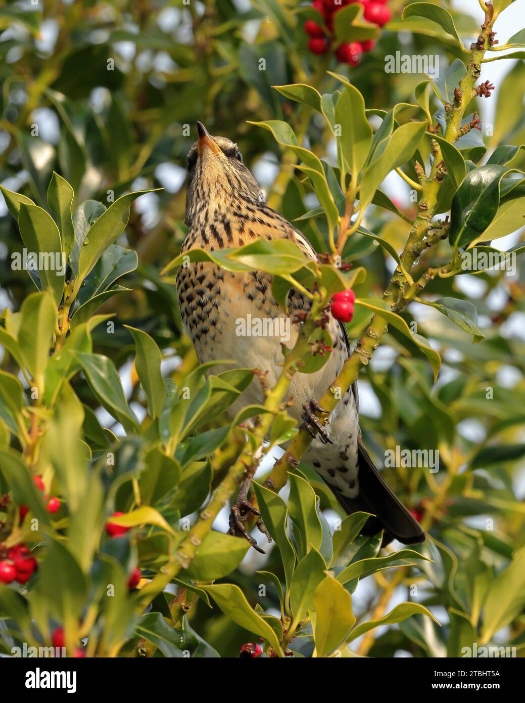 Allodole Cesene Beccacce (Turdus pilaris) Foto Stock