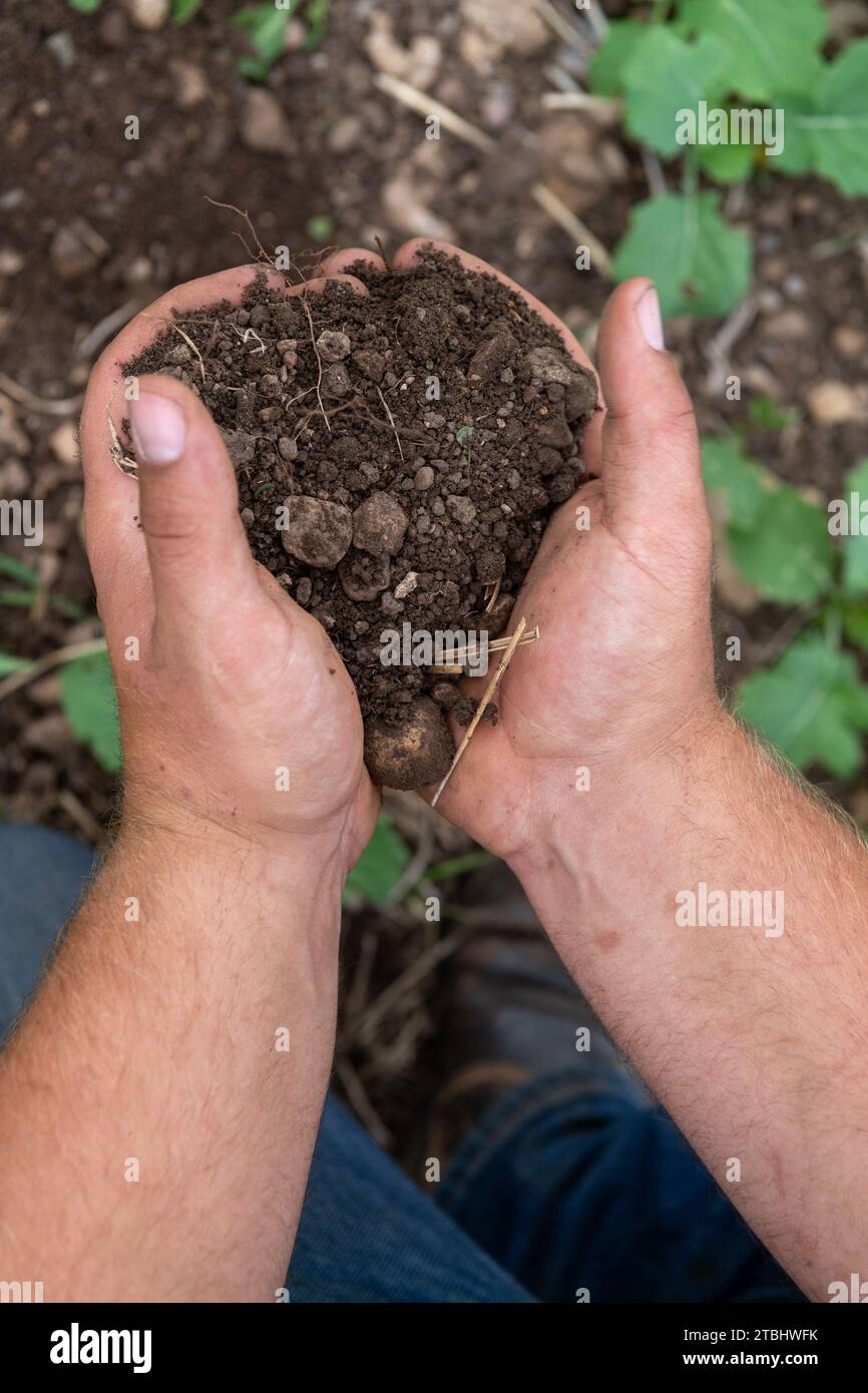 Contadino che tiene il terreno in mano. Co Durham, Regno Unito. Foto Stock
