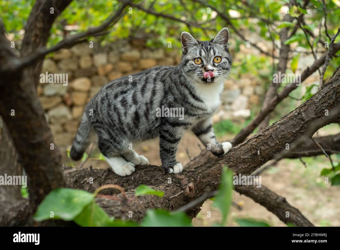 Gatto che fuoriesce dalla lingua su un albero. Foto Stock