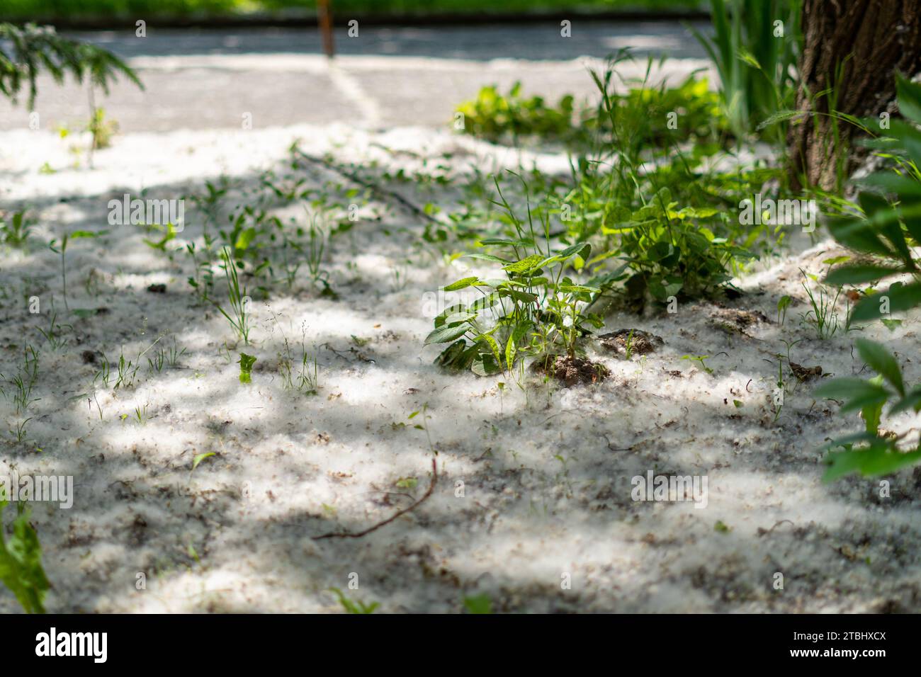 Semi di pioppo (populus alba) che coprono il terreno erboso Foto Stock