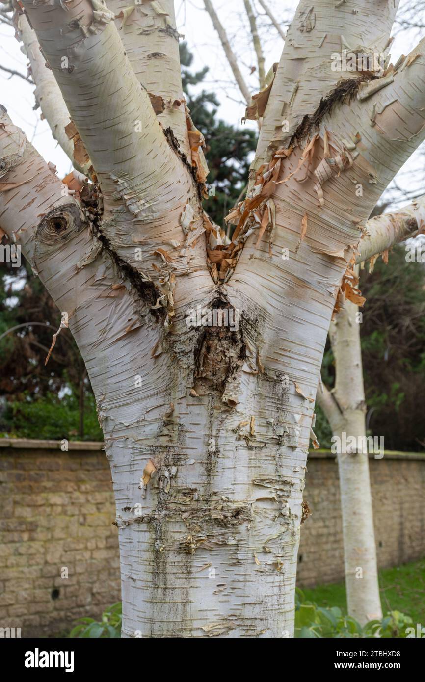 Betulla himalayana "Silver Shadow" (Betula utilis var. Jacquemontii "ombra d'argento") con corteccia bianca Foto Stock