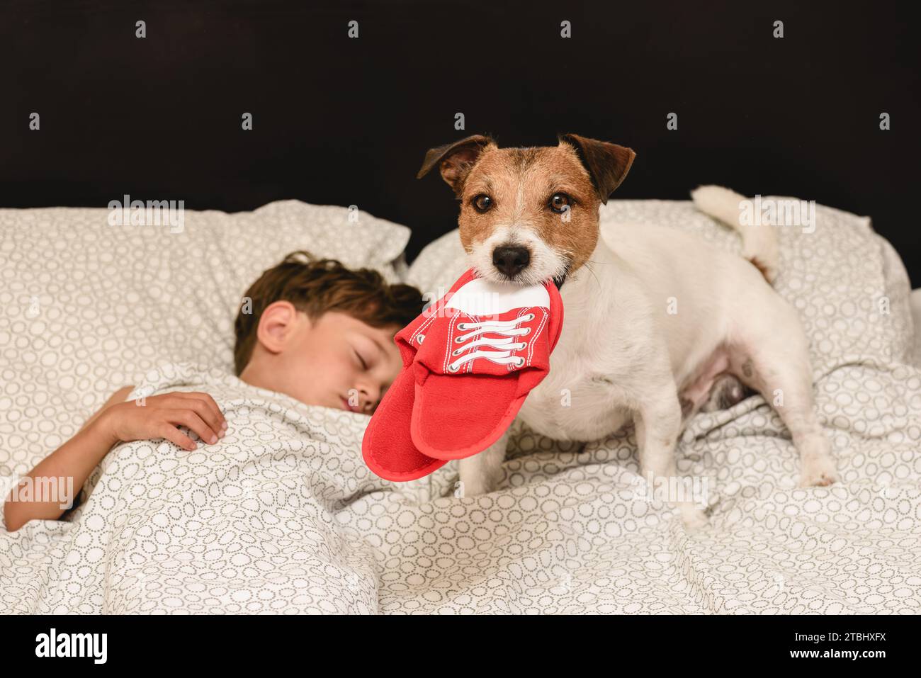 Il cane ruba pantofole per svegliare un proprietario che dorme nel letto Foto Stock