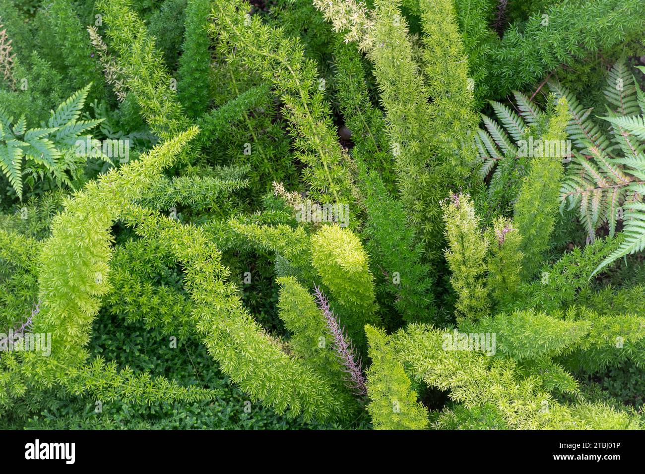 Asparagus densiflorus "Myersii" (Plume Asparagus) piante viste dall'alto, un perenne sempreverde ornamentale con fogliame simile a pennacchio Foto Stock