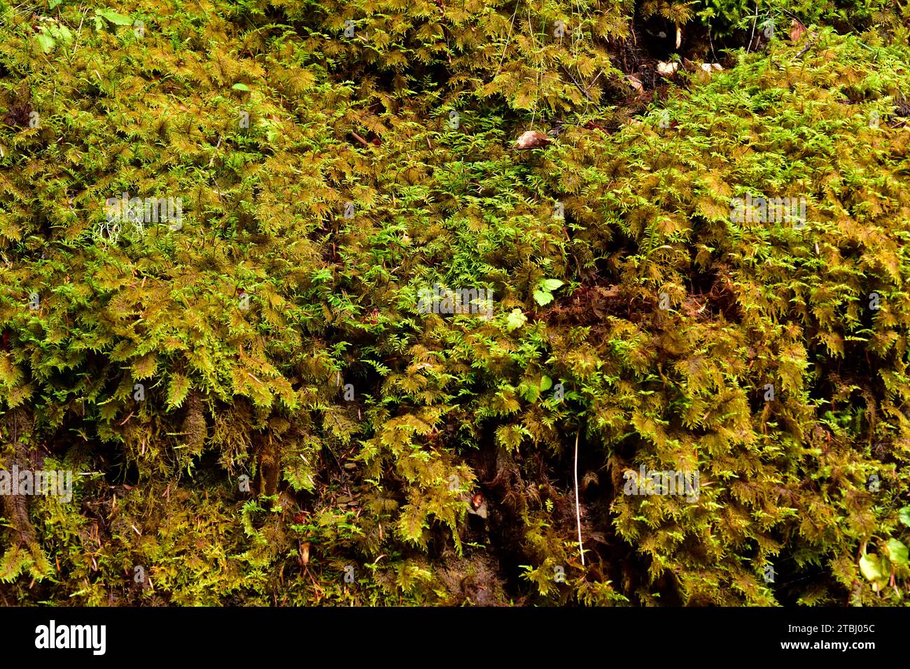 Lo scintillante muschio di legno o muschio di felce di montagna (Hylocomium splendens) è un muschio originario delle foreste boreali. Questa foto è stata scattata a Valle de Aran, Lleida pr Foto Stock