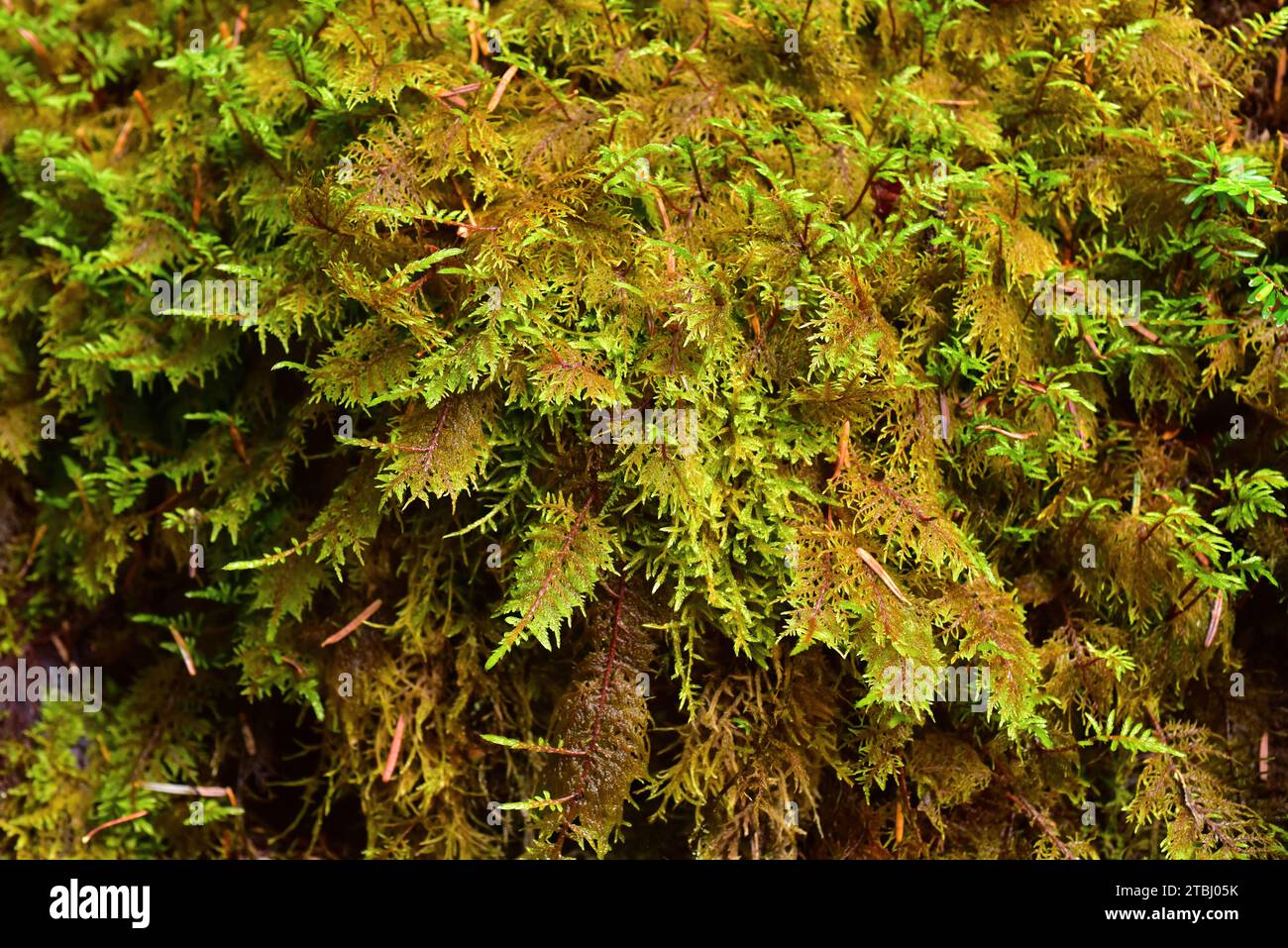 Lo scintillante muschio di legno o muschio di felce di montagna (Hylocomium splendens) è un muschio originario delle foreste boreali. Questa foto è stata scattata a Valle de Aran, Lleida pr Foto Stock