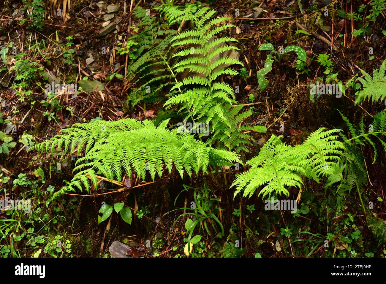 La felce maschile (Dryopteris filix-mas) è una felce originaria dell'emisfero settentrionale. Questa foto è stata scattata in Valle de Aran, provincia di Lleida, Catalogna, Spagna. Foto Stock