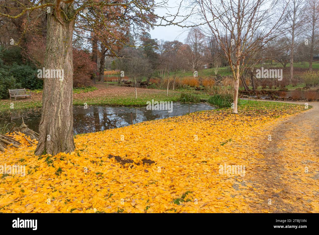 Vista invernale di Savill Gardens, Surrey Berkshire Border, Inghilterra, Regno Unito, nel mese di dicembre, con foglie gialle cadute dell'albero di Ginkgo biloba a terra Foto Stock