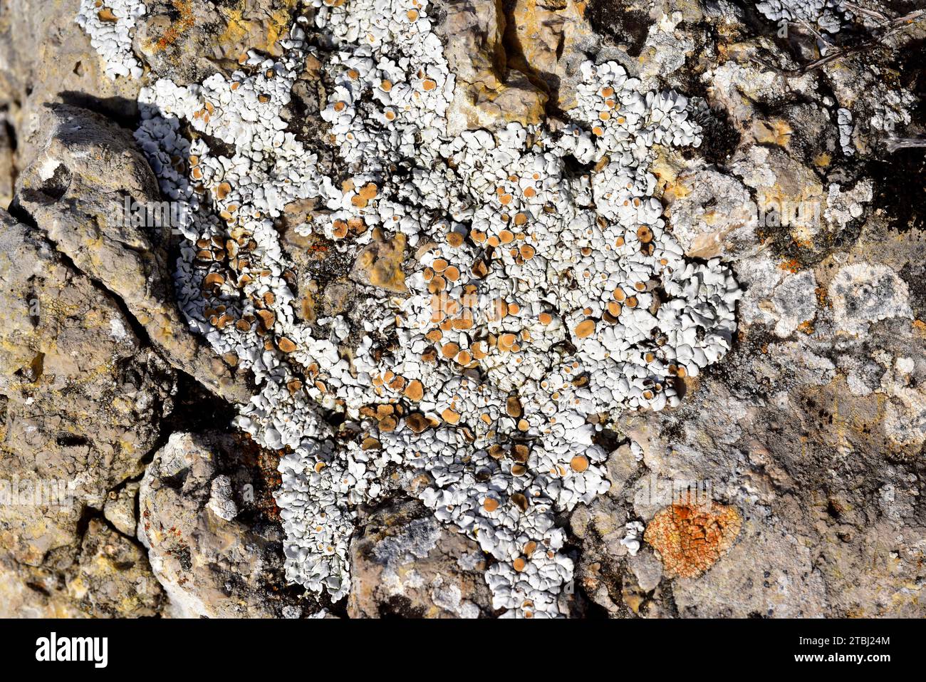 Squamarina lentigera è un lichene squamulosio che cresce su terreno calcareo. Questa foto è stata scattata nei pressi di Aliaga, provincia di Teruel, Aragona, Spagna. Foto Stock