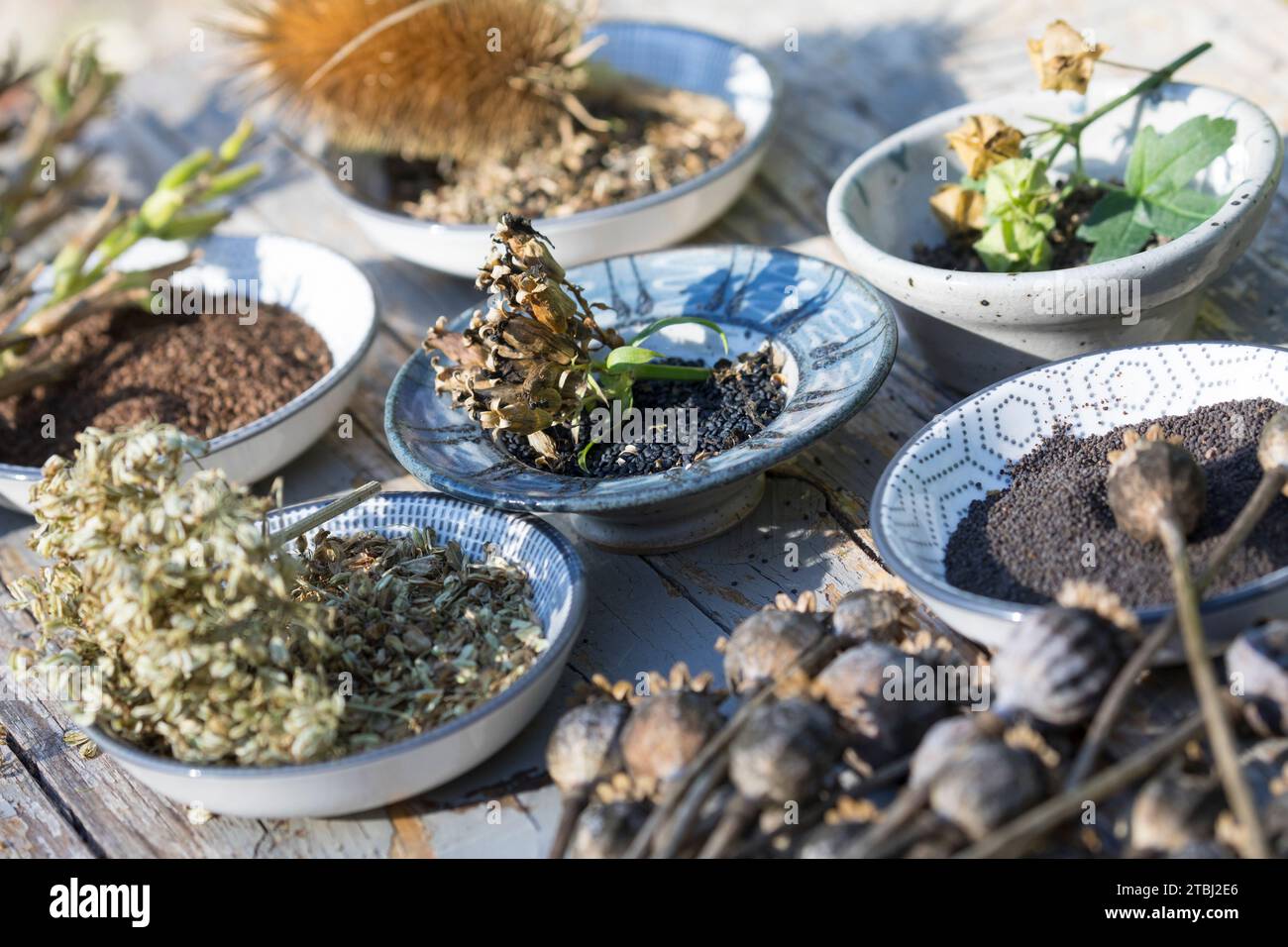 Wildkräutersamen, Wildkräuter-Samen, Samen von Wildkräutern, Samen von Wildpflanzen im Herbst sammeln, Saatgut, Seed, Mohn-Samen, Mohnsamen, Samen von Foto Stock