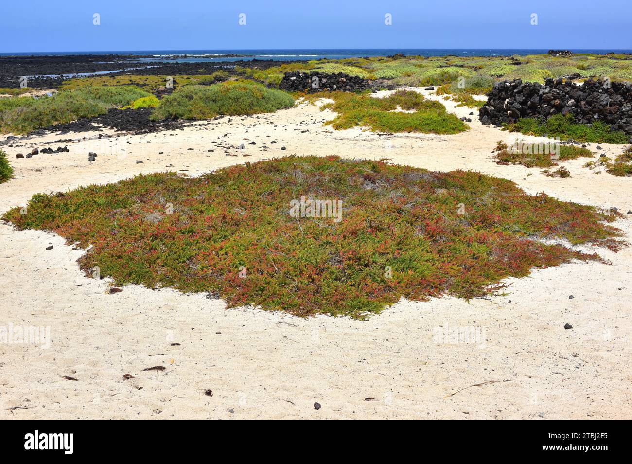 La Suaeda vera è una pianta grassa alophyte originaria dei suoli salini del bacino del Mediterraneo e delle Isole Canarie. T Foto Stock