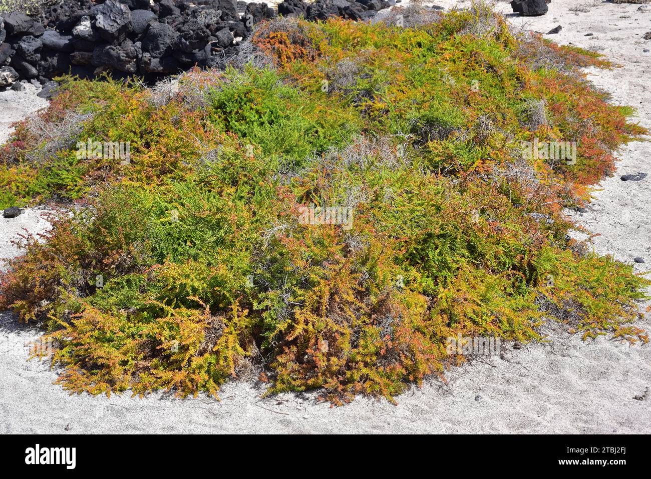 La Suaeda vera è una pianta grassa alophyte originaria dei suoli salini del bacino del Mediterraneo e delle Isole Canarie. T Foto Stock