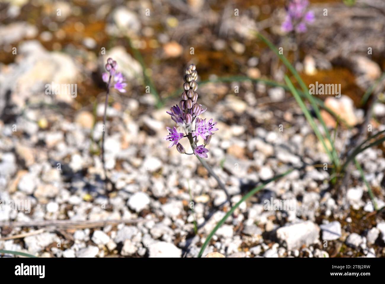 Prospero obtusifolium intermedium è un'erba perenne endemica del bacino del Mediterraneo occidentale. È incluso nella lista rossa delle specie minacciate. Questo Foto Stock