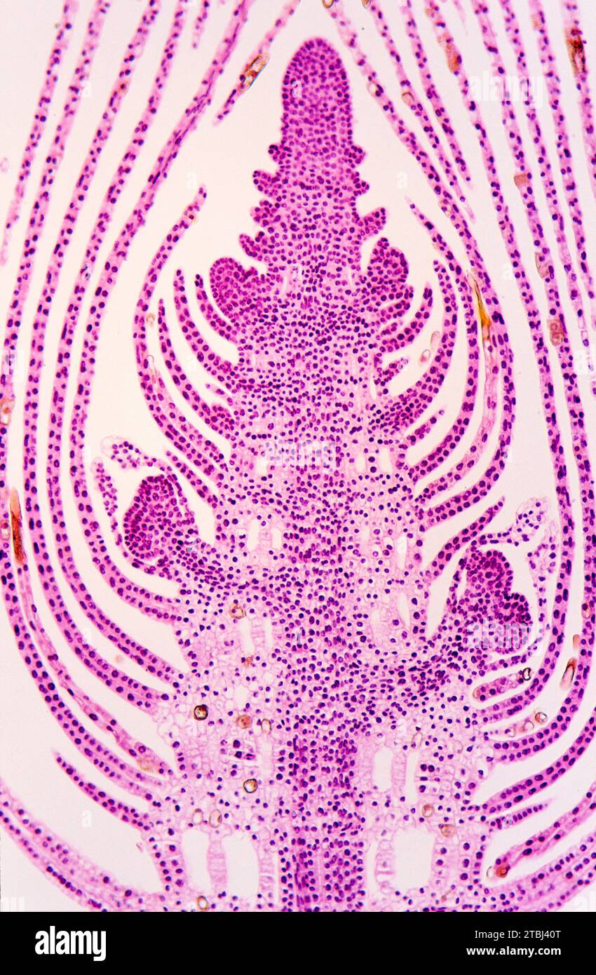 Stelo terminale dell'alga (Elodea sp.), sezione longitudinale. Microscopio ottico, ingrandimento X40. Foto Stock