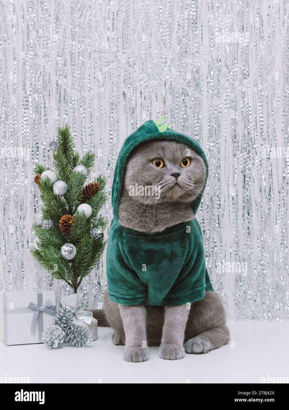Gatto grasso britannico in costume da drago con albero di Natale su sfondo argentato. Gatto con felpa verde. Simbolo del capodanno cinese 2024. Copia spac Foto Stock