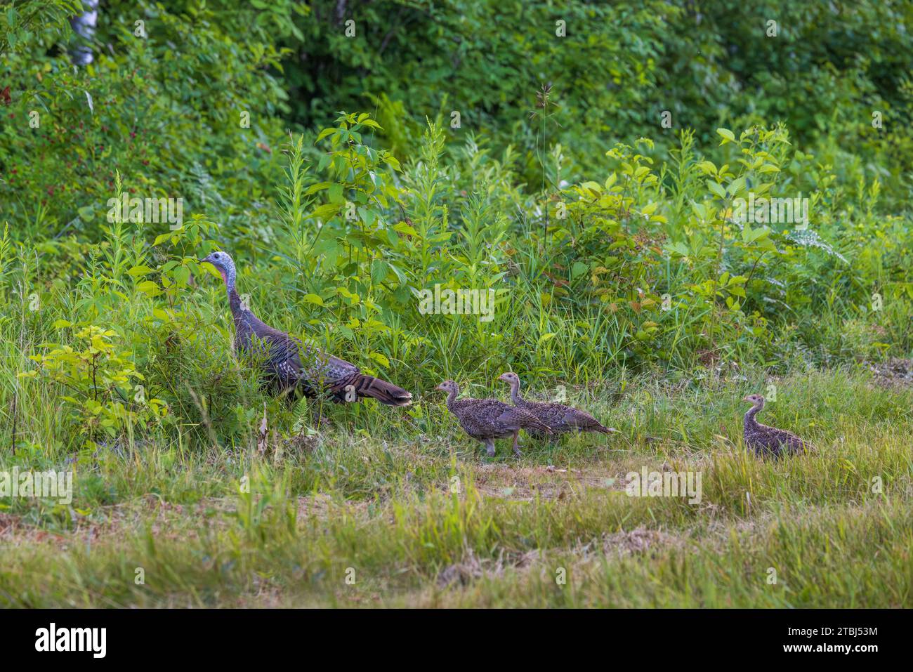 Galline e pollame in cerca di copertura in un'alta vegetazione nel Wisconsin settentrionale. Foto Stock