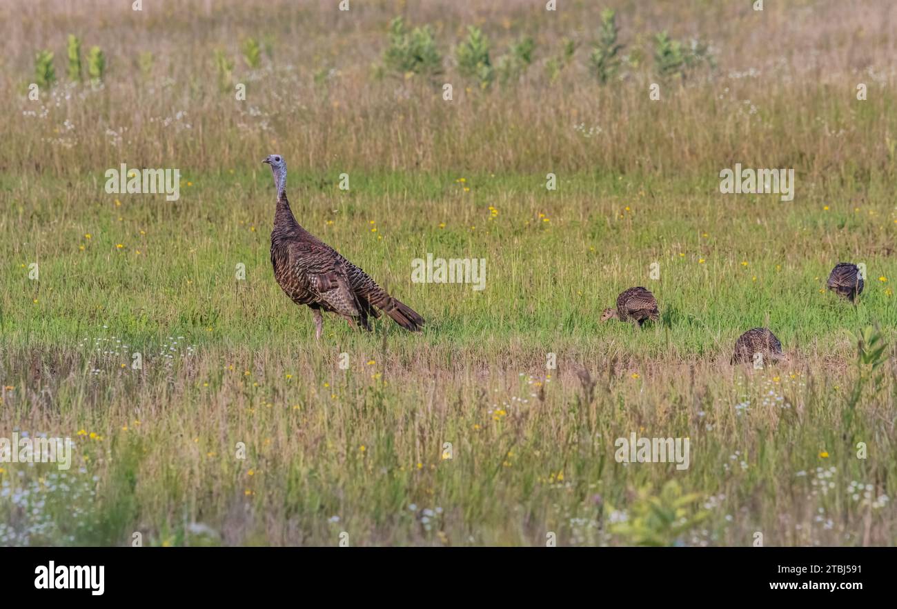 Galline e pollame nel nord del Wisconsin. Foto Stock