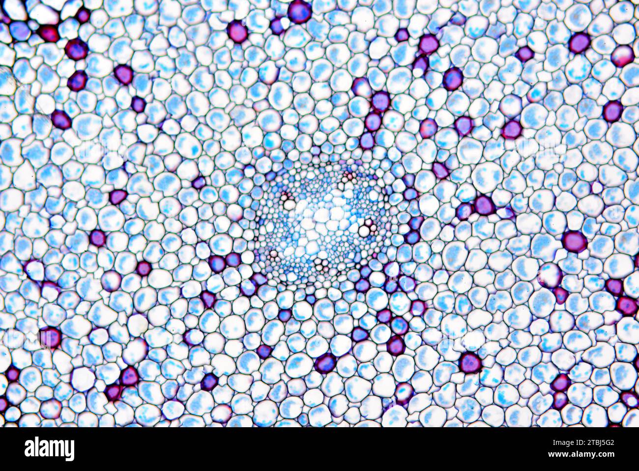 Radice Ranunculus. Microscopio ottico X100. Foto Stock