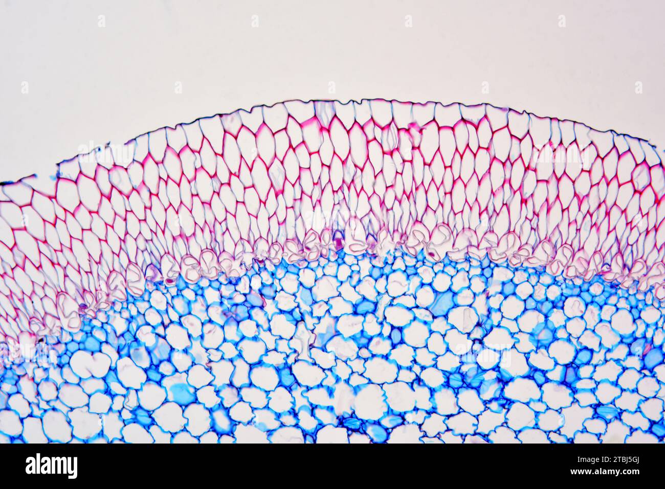 Radice aerea Dendrobium con velamen. Microscopio ottico X100. Foto Stock
