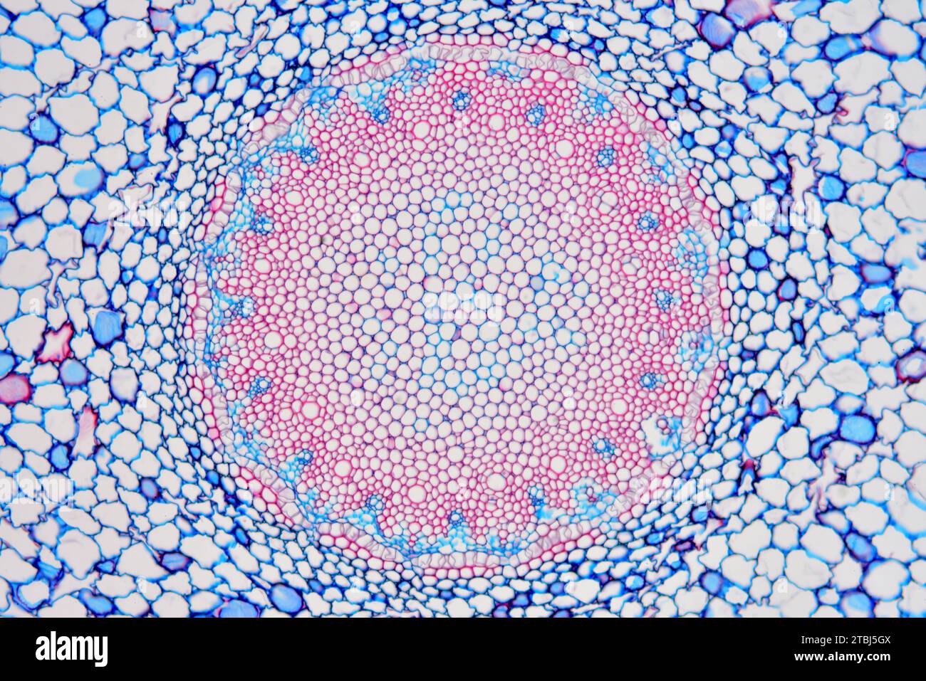 Radice aerea Dendrobium. Microscopio ottico X100. Foto Stock