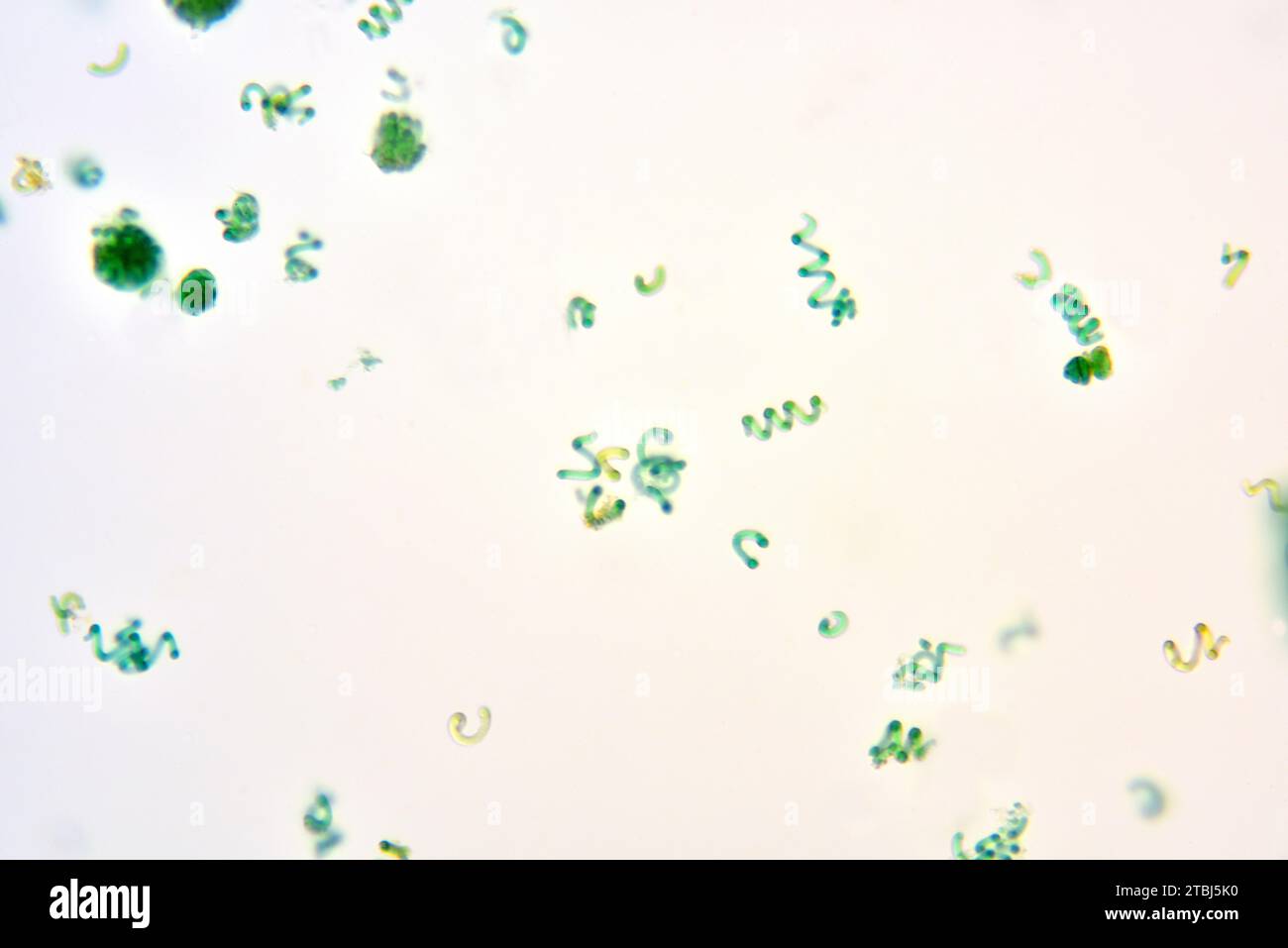 Arthrospira è una cianobatteria conosciuta anche come spirulina. Microscopio ottico X100. Foto Stock