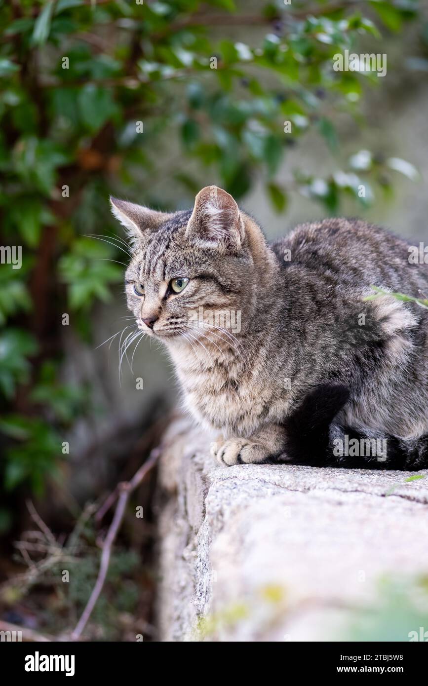 Gatto cucciolo fotografato in un giardino all'aperto. Animali domestici. Felini. Foto Stock