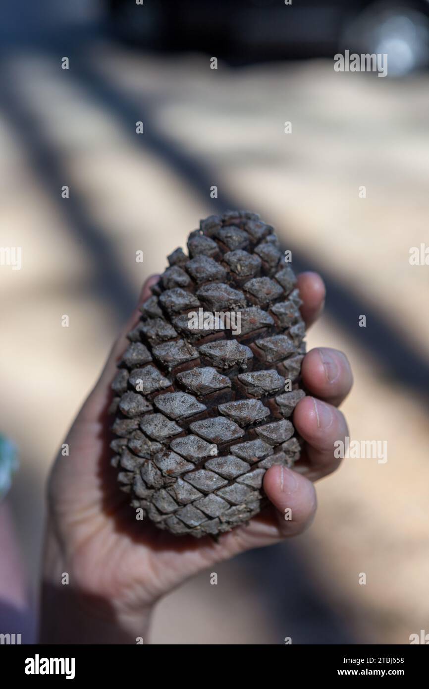 Coni di cedro gigante, Corsica, Francia Foto Stock