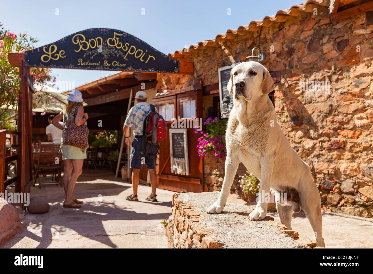 Cane di guardia al ristorante le Bon Espoir, Osani, Corsica, Francia Foto Stock