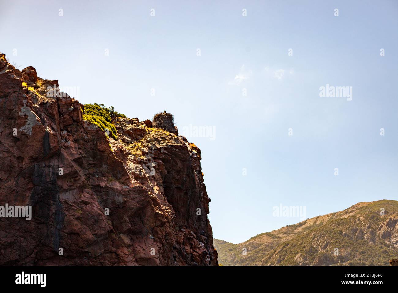 NID d'aigle au sommet d'un rocher, Corsica, Francia Foto Stock