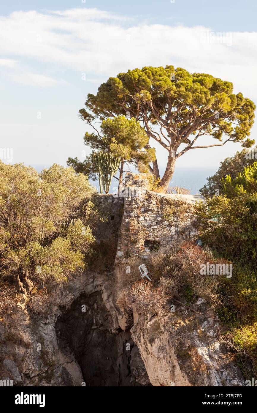 Albero in cima a colline du Château, Nizza, Francia. Foto Stock