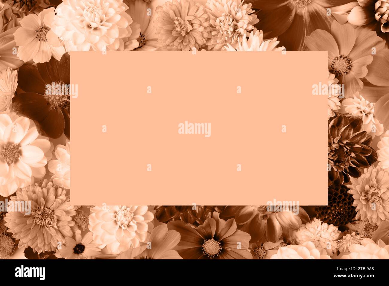 Sfondo astratto di fiori dahlias. Colore trendy dell'anno 2024 - Peach Fuzz. Campione della tavolozza dei colori alla moda. Foto Stock