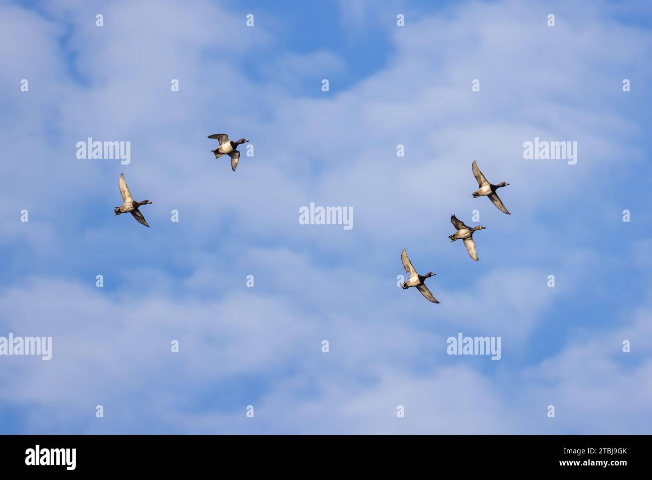 Gregge di anatre dal collo ad anello in volo sul Wisconsin settentrionale. Foto Stock