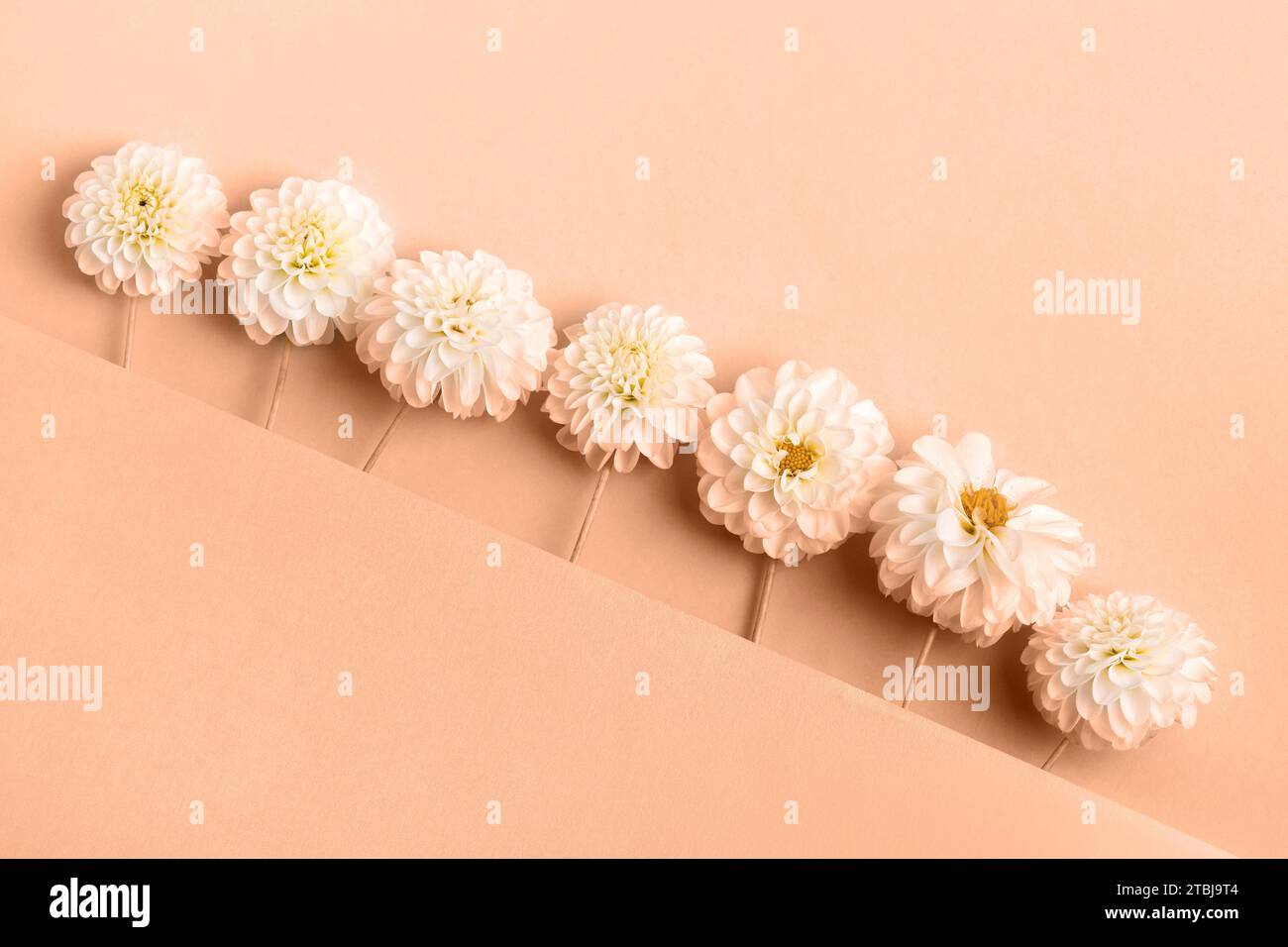Sfondo astratto di fiori dahlias. Colore trendy dell'anno 2024 - Peach Fuzz. Campione della tavolozza dei colori alla moda. Foto Stock