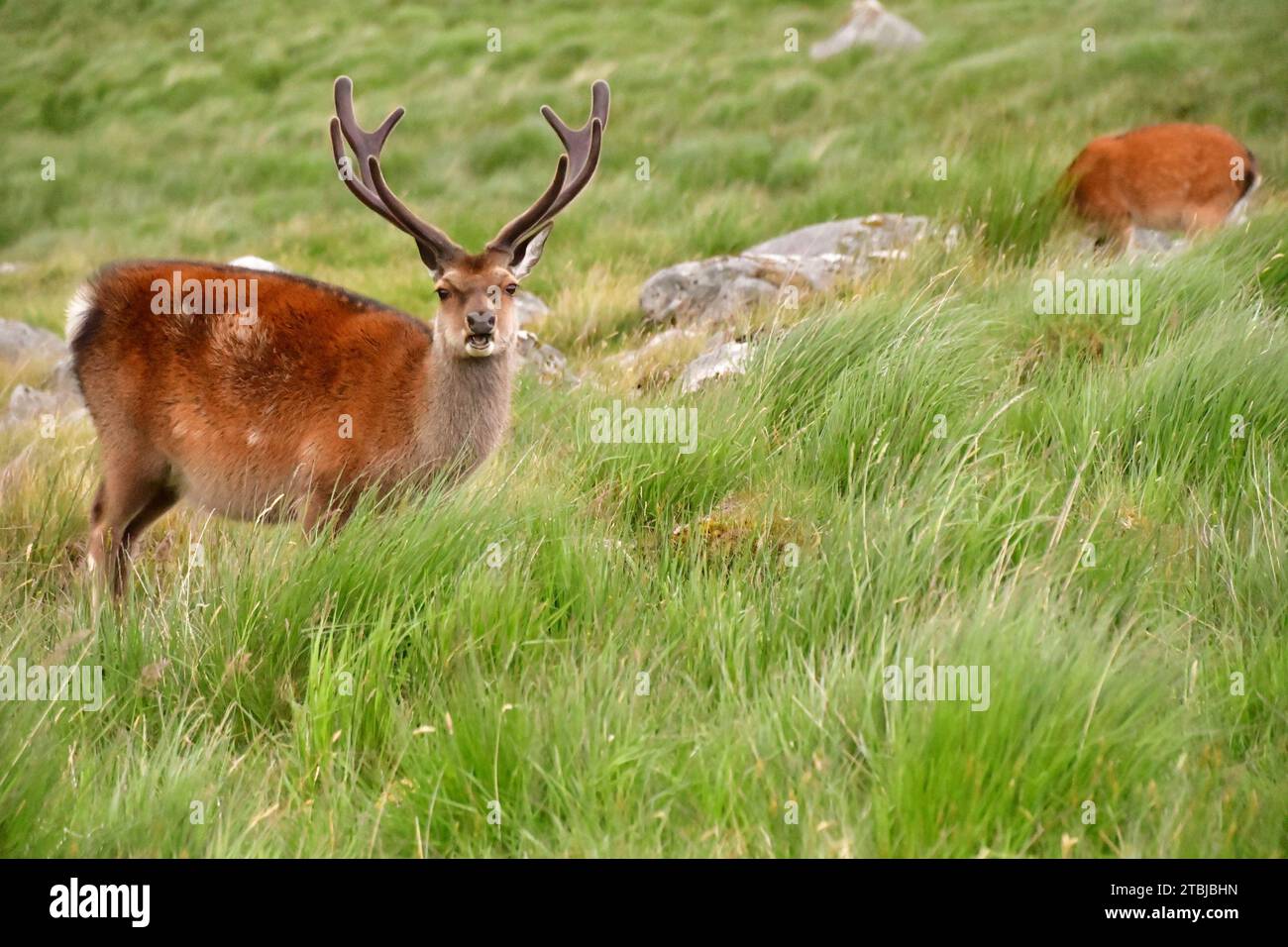 Cervi Sika nel Glendalough National Park Foto Stock