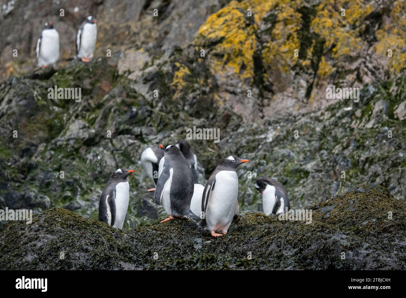 Regno Unito (BOT) Isola della Georgia del Sud, Hercules Bay. Pinguini di Gentoo (SELVAGGI: Pygoscelis papua) Foto Stock
