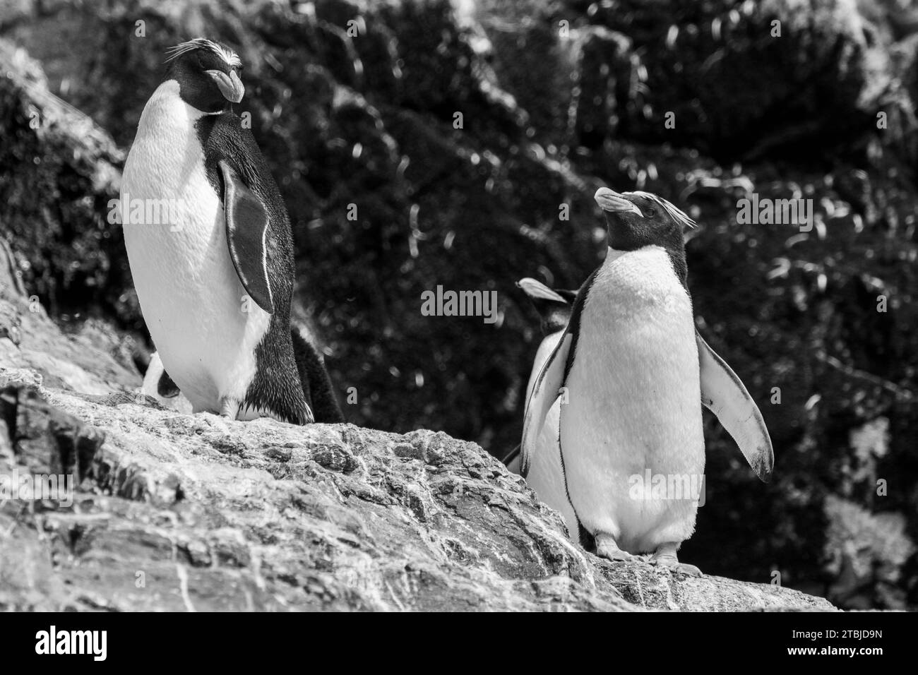 Regno Unito (BOT) Isola della Georgia del Sud, Hercules Bay. Pinguini di Macaroni (SELVATICI: Eudyptes chrysolophus) Foto Stock