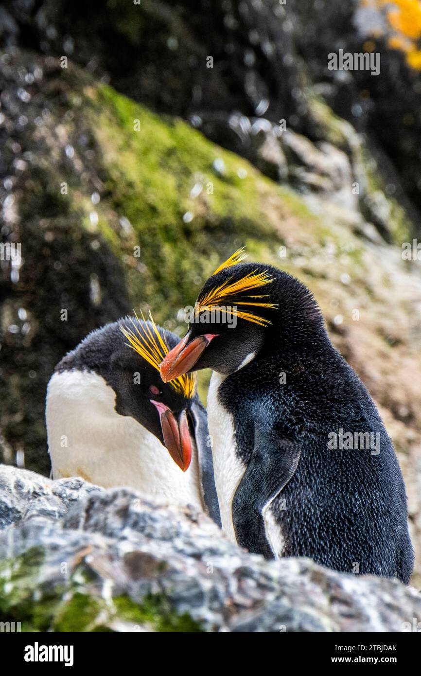 Regno Unito (BOT) Isola della Georgia del Sud, Hercules Bay. Pinguini di Macaroni (SELVATICI: Eudyptes chrysolophus) Foto Stock