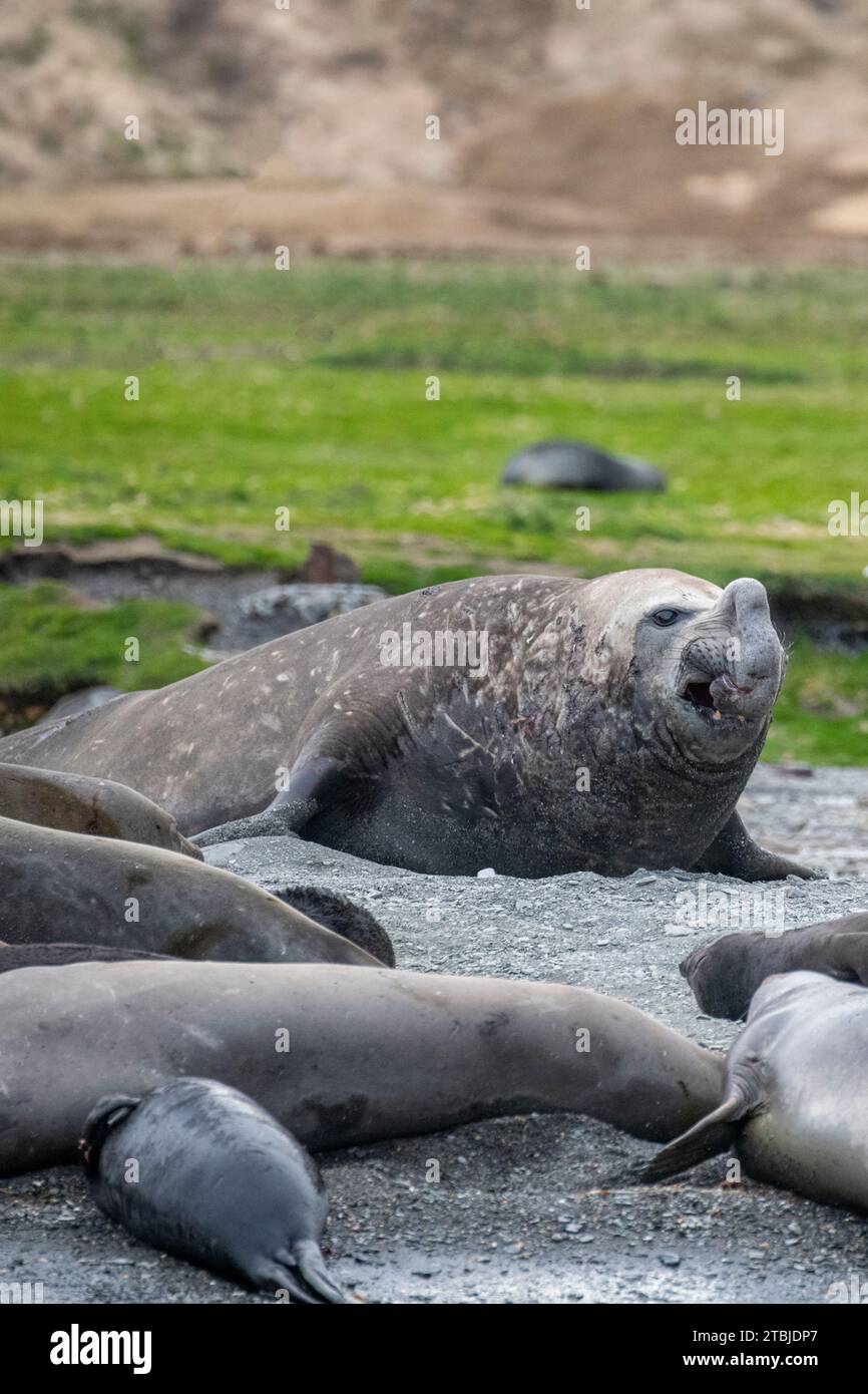 Regno Unito (BOT) Isola della Georgia del Sud, Ocean Harbor. Grande foca elefante maschile (Mirounga leonina) circondata da femmine con cuccioli. Foto Stock