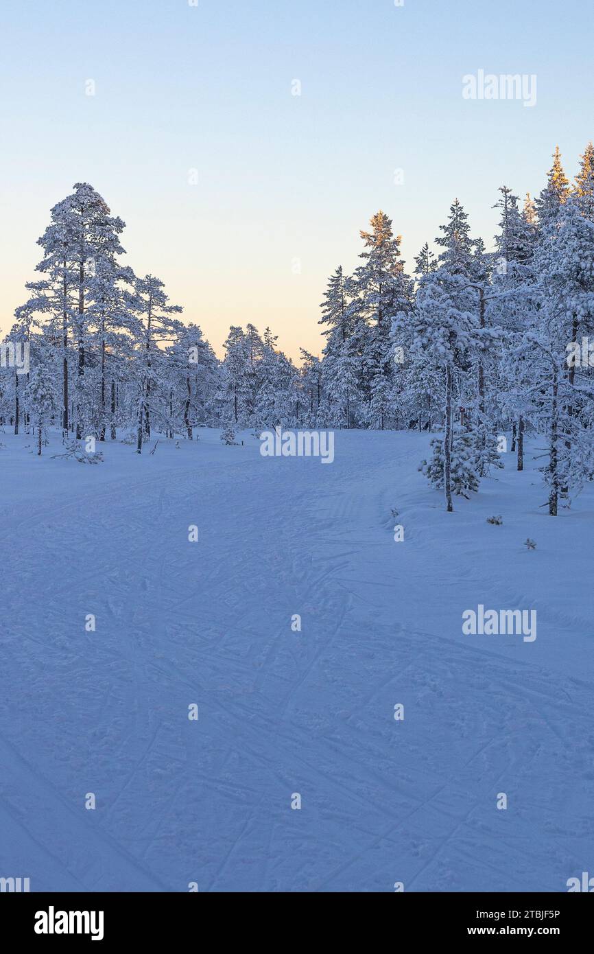 Un centro sciistico fuori dalla città di Ludvika, in Svezia, dove è possibile praticare sci di fondo e ci sono anche piste per slitte trainate da cani Foto Stock