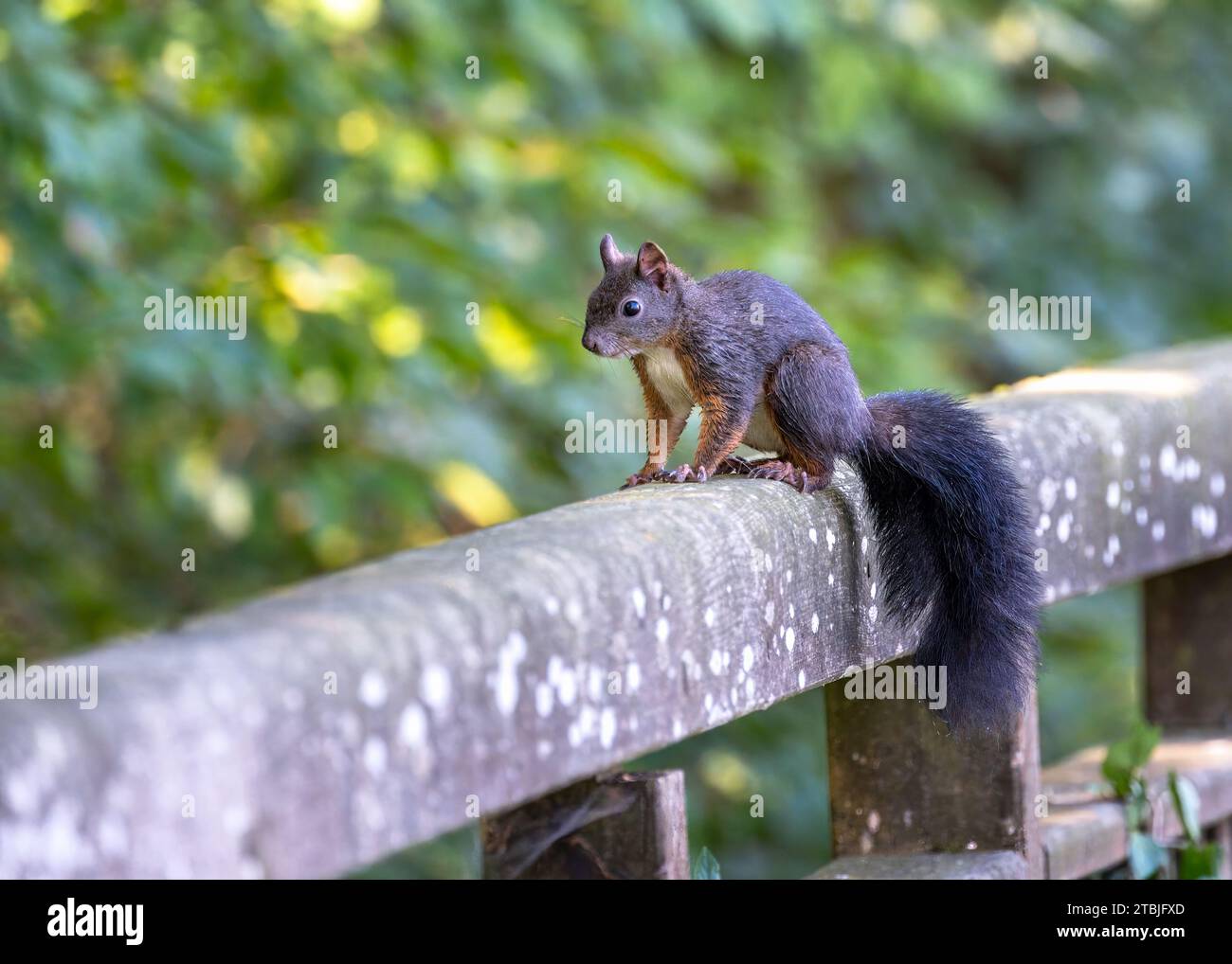 Primo piano di uno scoiattolo seduto su una recinzione di legno Foto Stock