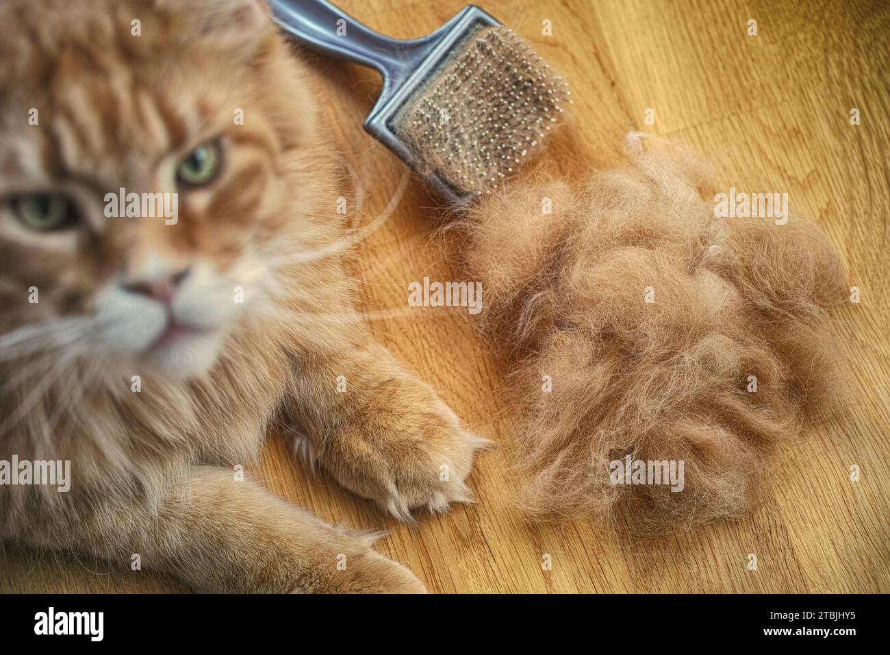 Un gatto rosso del Maine Coon che giace accanto a un pettine e a una pila di pellicce e guarda la macchina fotografica su un pavimento di legno. Primo piano. Foto Stock