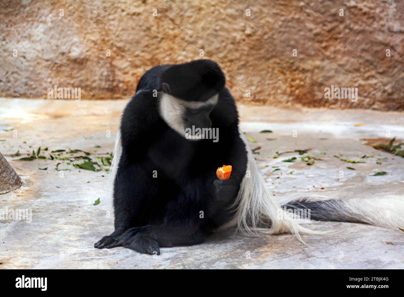 Guereza mantellata che mangia frutta, Colobus guereza, noto anche come colobo bianco e nero orientale o colobo abissino bianco e nero Foto Stock