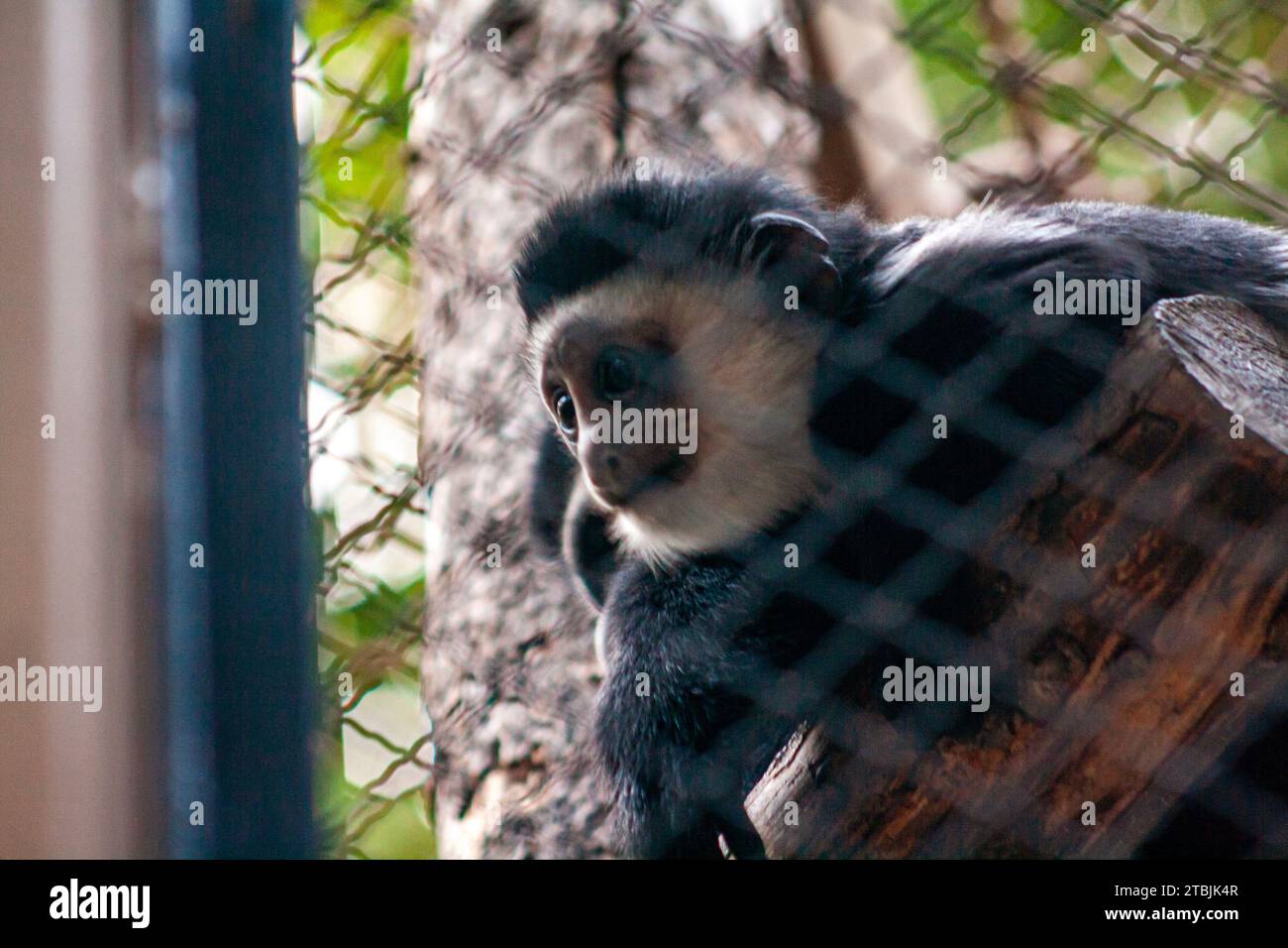 Guereza manzo, Colobus guereza, noto anche come colobo bianco e nero orientale o colobo abissino bianco e nero Foto Stock