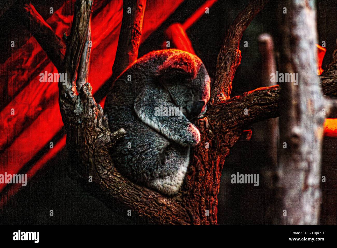 Koala dormiente, Phascolarctos cinereus Foto Stock
