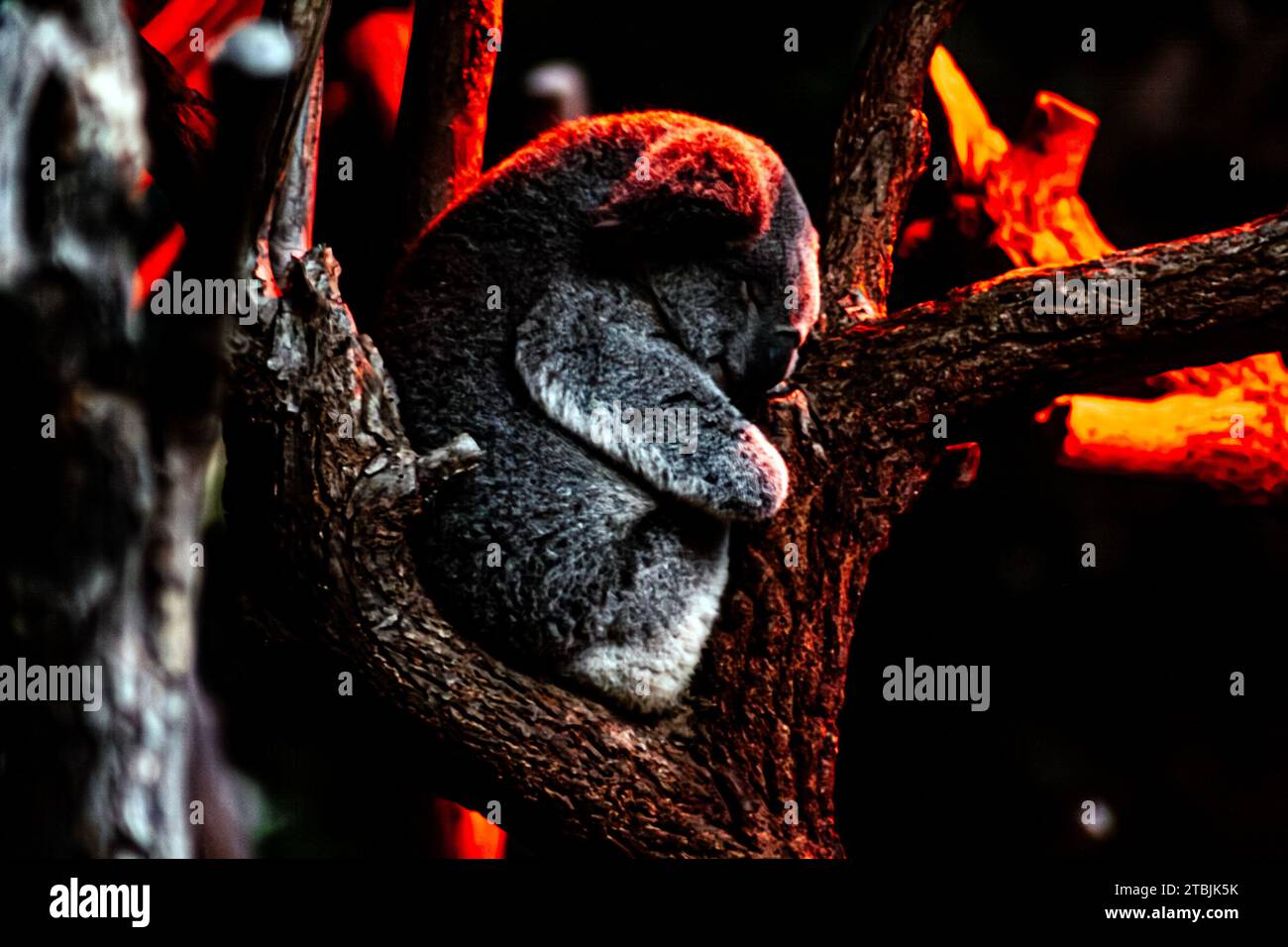 Koala dormiente, Phascolarctos cinereus Foto Stock