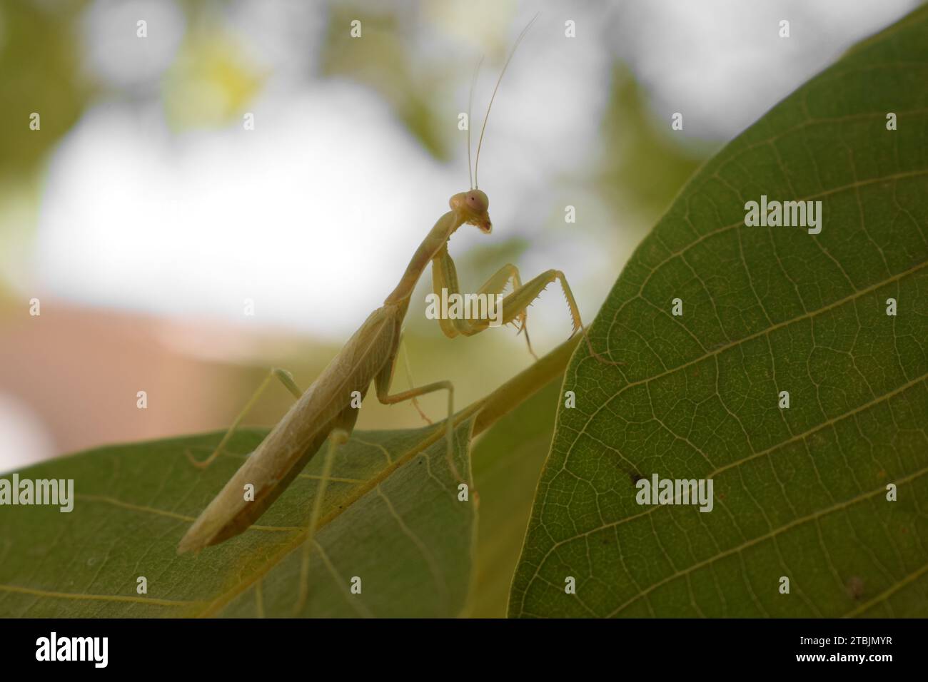 Green mantis sulla foglia Foto Stock
