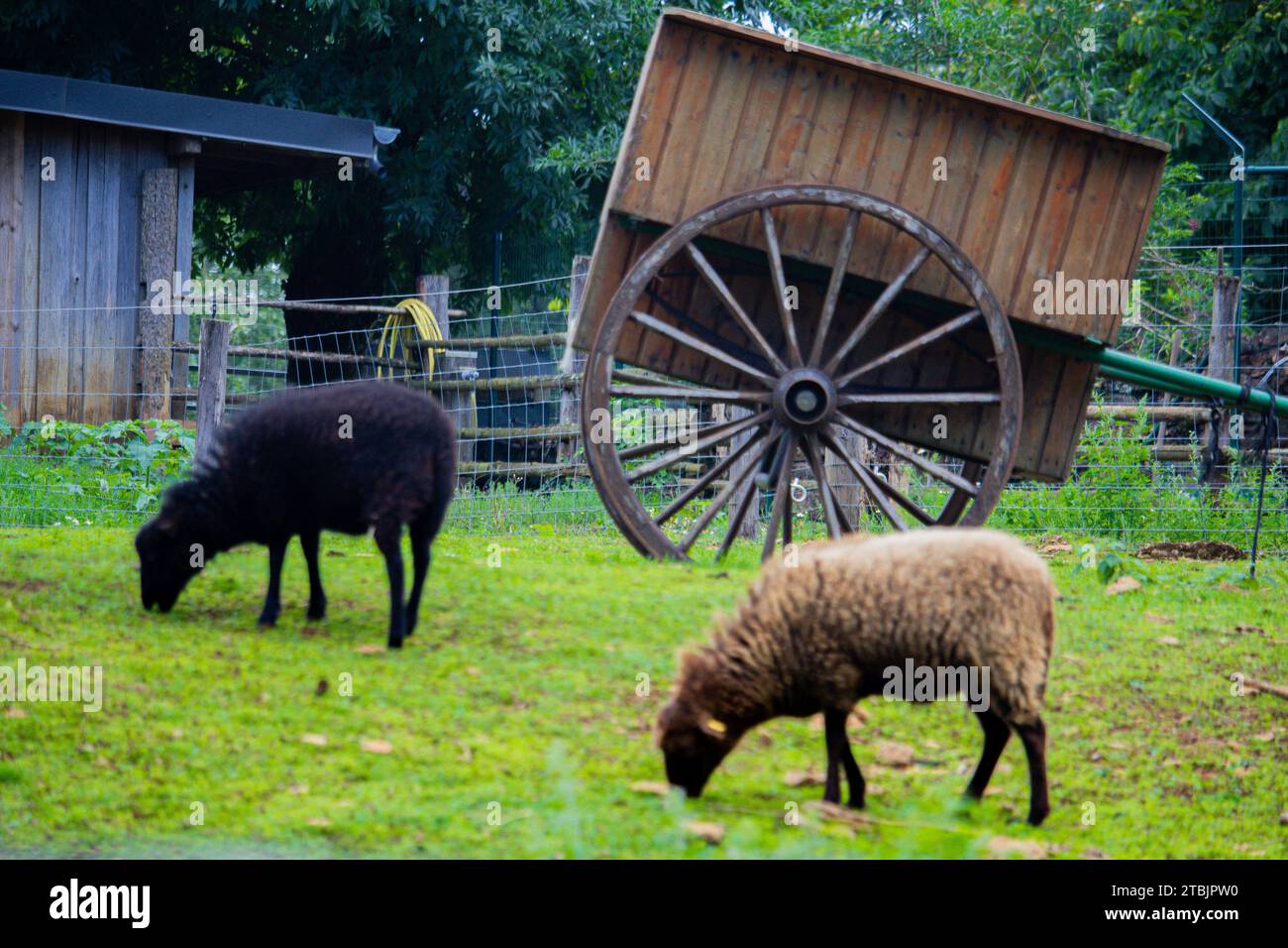 Animazioni di fauna selvatica in un piccolo zoo in Lussemburgo. Foto Stock Animazioni di fauna selvatica in un piccolo zoo in Lussemburgo. Foto Stock