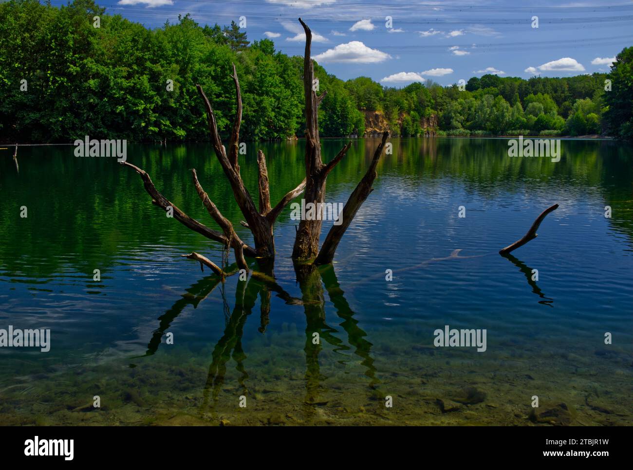 Suggestivo paesaggio in riva al lago delle cave di Dietesheimer (Mühlheim, Assia, Germania) con alcuni vecchi tronchi d'albero che si innalzano dall'acqua Foto Stock